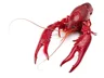 Crawdad
