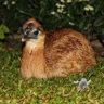 Kassowary Precision