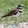 KillboyKilldeer